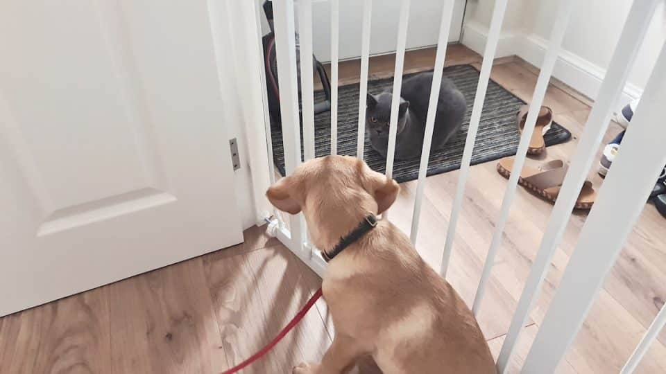 Puppy looking at cat through dog gate in the house