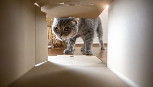 Cat peering into cardboard box