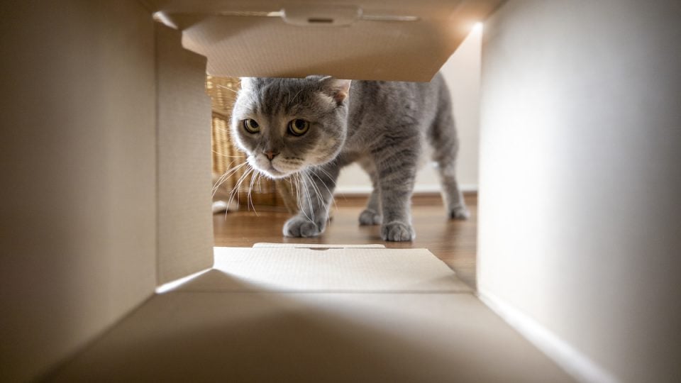 Cat peering into cardboard box