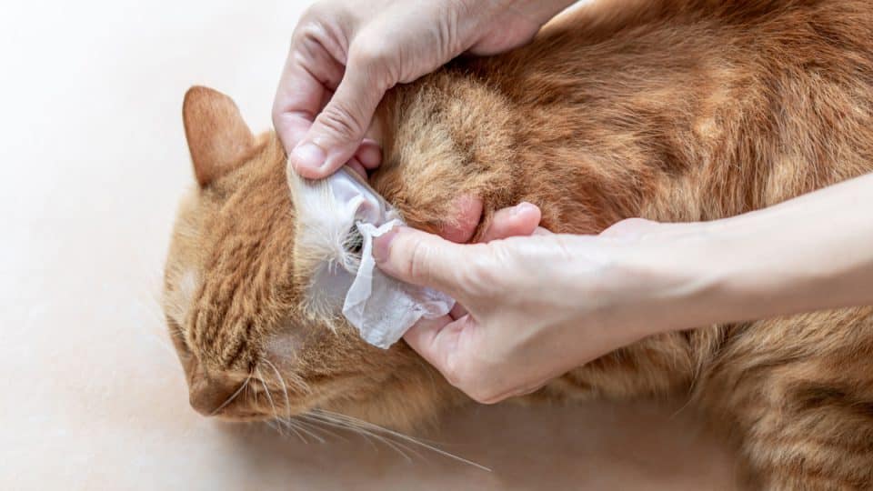 Why You Need Pet-Safe Cleaning Wipes, According to Vets