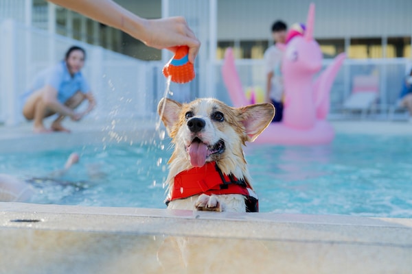Corgi swims to the edge of the pool in a life jacket to find a toy