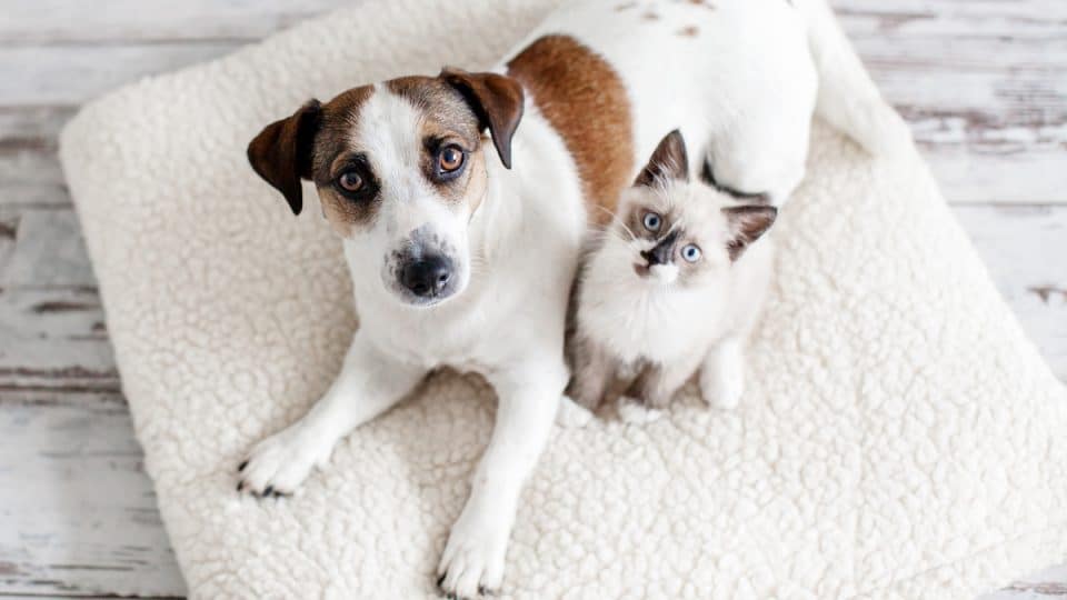 Cat and dog look up at camera from soft bed