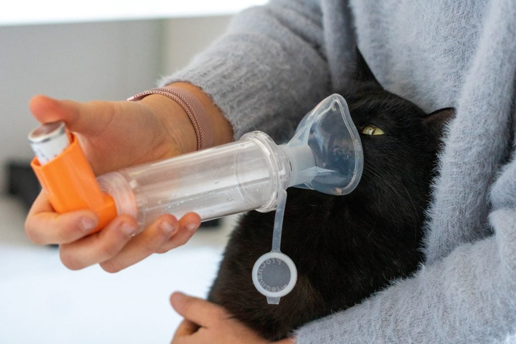 Black cat with asthma 