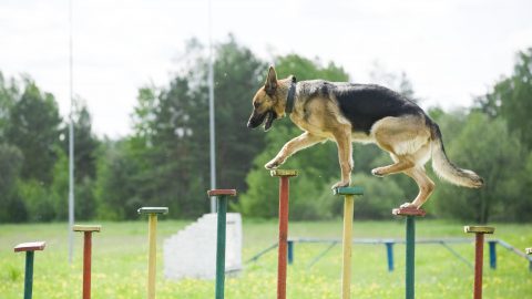 a german shepherd working on an obstacle course