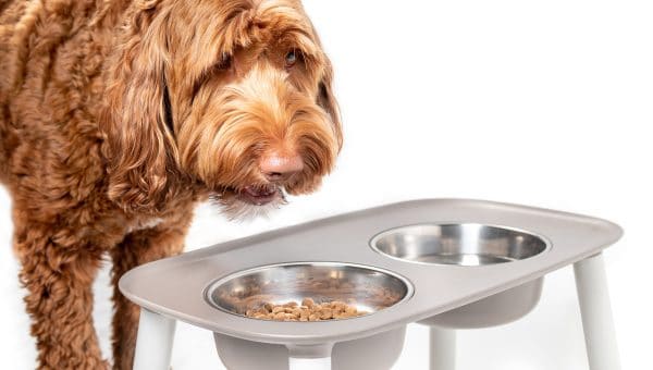 Labradoodle eating from an elevated feeding station