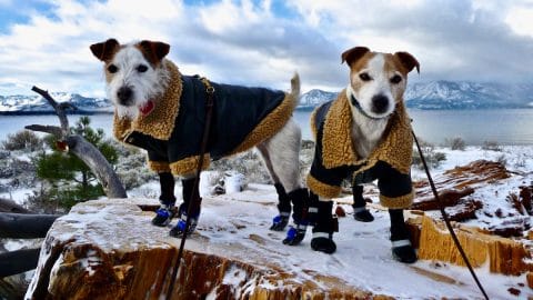 Jack Russell Terriers standing on snowy rocks in boots and jackets