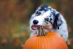 Australian Shepherd gnawing on pumpkin stem