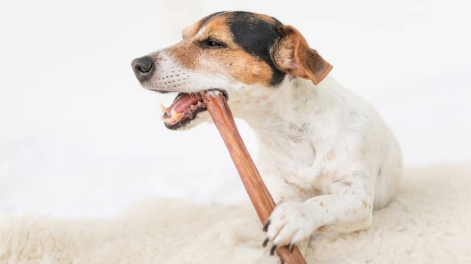 Dog with bully stick