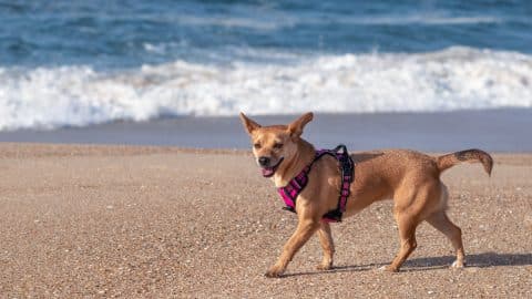 Happy dog in pink harness walks along the sea shore