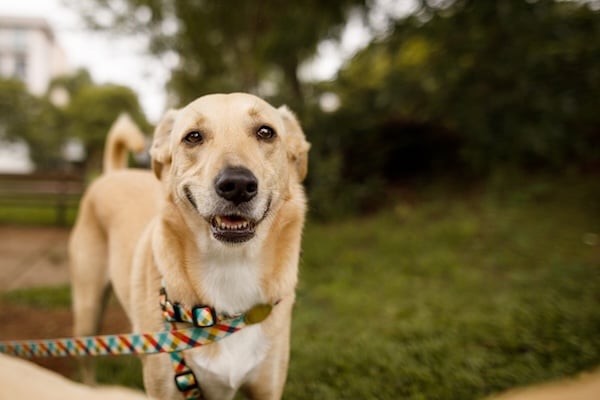 Happy dog walking on leash