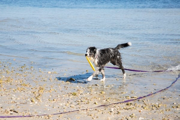 A Border Collie puppy at the beach on a long lead