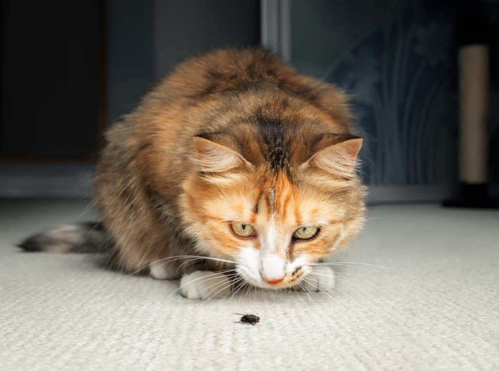 Can Cats Eat Bugs? Is It Safe? All About Why Cats Eat Bugs