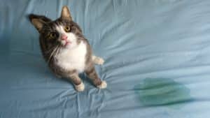 Cat sitting next to pee spot on mattress