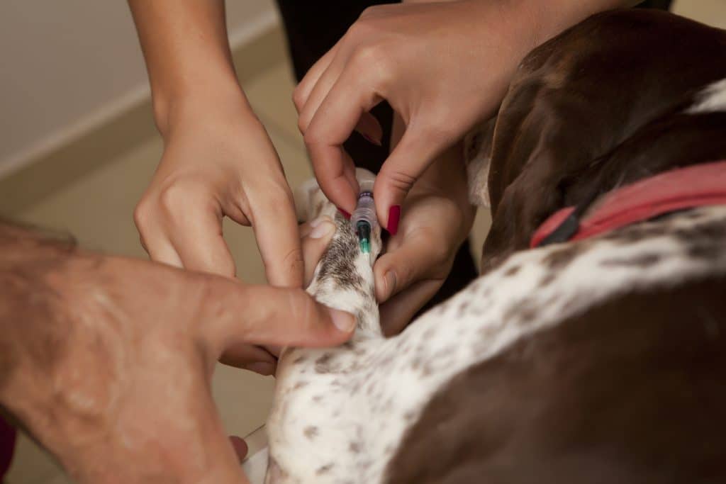 a hound dog receives a blood draw