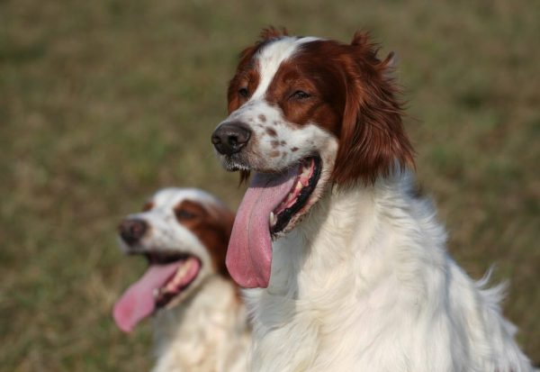 Irish Setter portrait