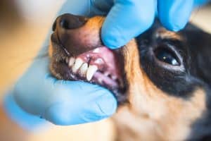 ¿por Qué Huele Tan Mal Mi Perro Causas Y Remedios 
