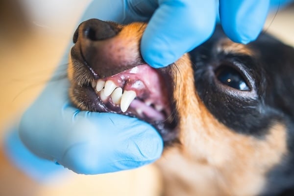 Veterinarian specialist gently lifting small dog's gums to reveal teeth