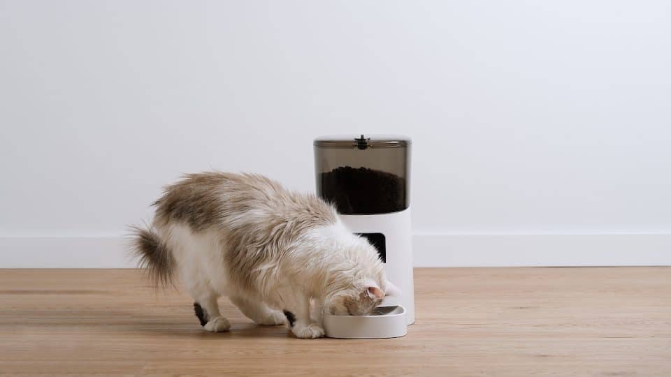 Cat eats from automatic feeder