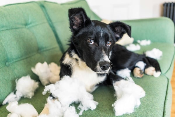 A border collie trying not to look guilty after tearing the stuffing of of a cushion.