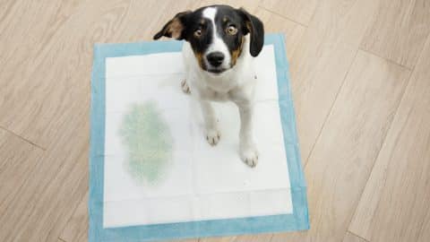 Puppy sitting on a pee training pad with a spot.