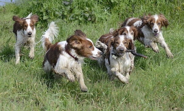 A group of five Welsh Springer Spaniel dogs running forward together on a grassy trail