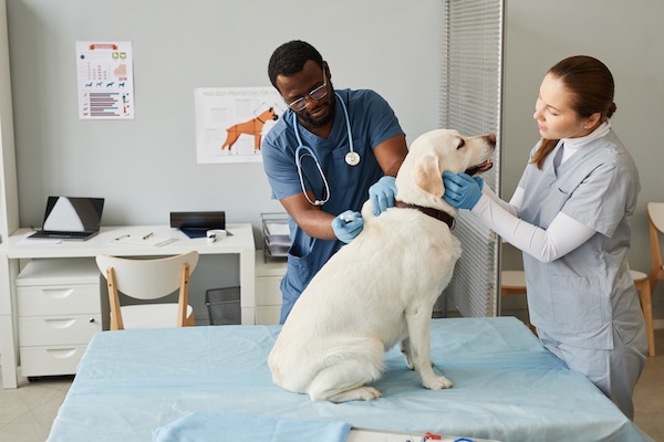 Young nurse in medical scrubs examining Labrador while vet makes injection