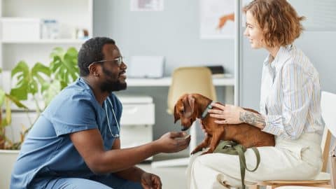 Happy young pet owner consulting with African-American male veterinarian in blue medical scrubs about her dachshund