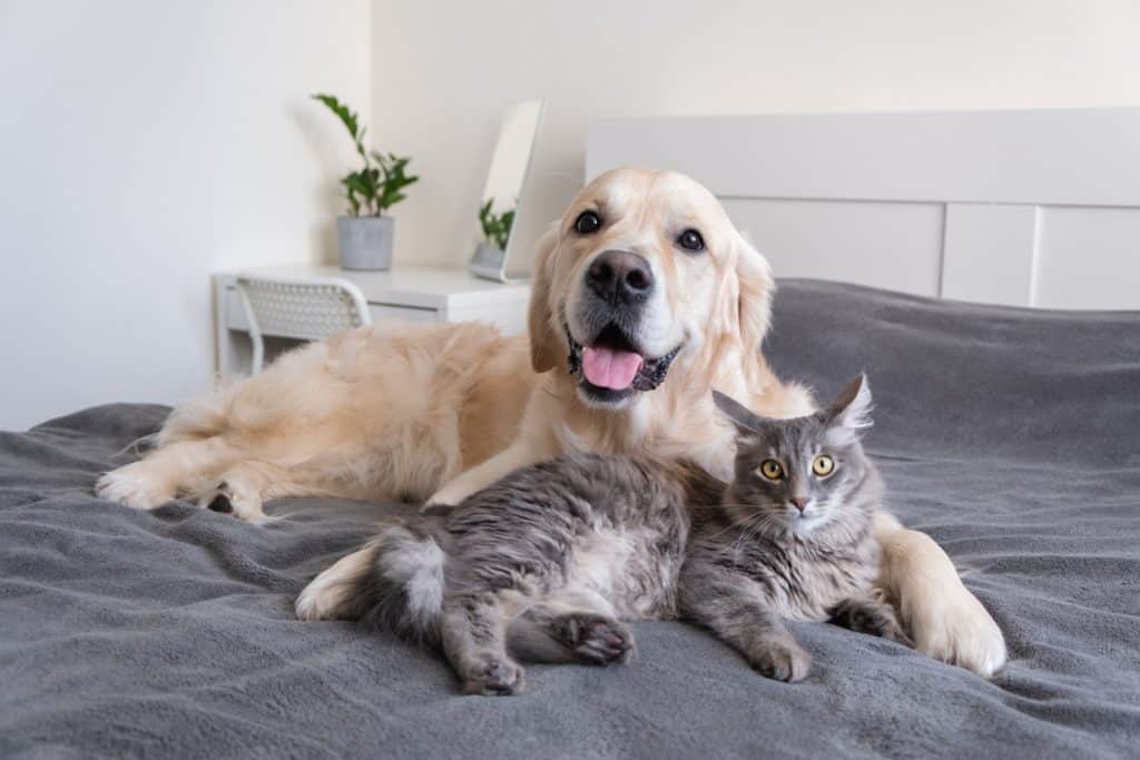 A cat and a dog lying together in bed.