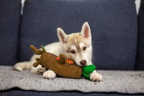 Cute husky puppy nibbles a soft toy