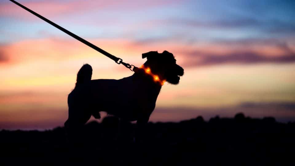 Jack Russell Terrier dog walking at night