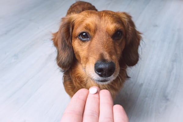 Dog sniffing pill in human's hand