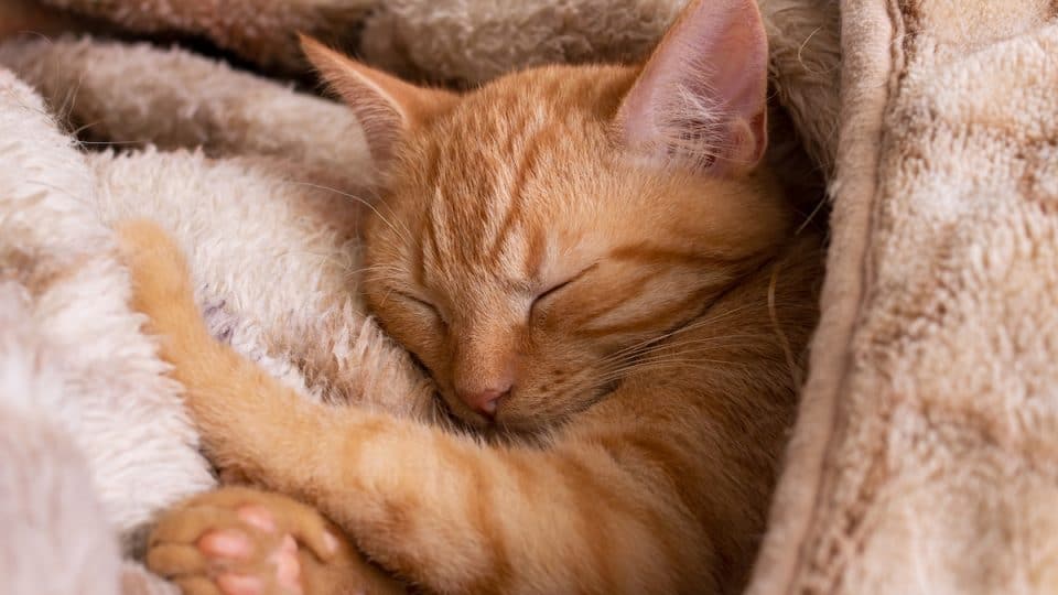 Cute ginger kitten sleeping in a blanket close up