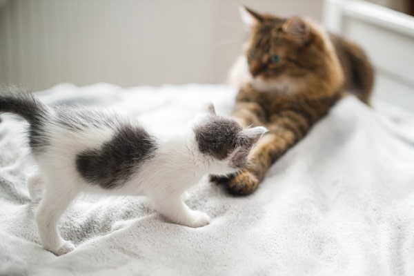 Kitten curiously approaches older cat sitting on bed