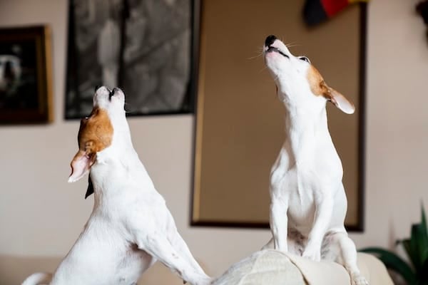 dog howling jack russell terrier