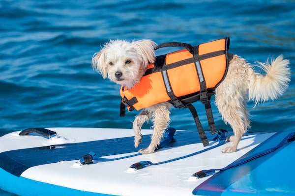 Dog standing on paddle board in sea