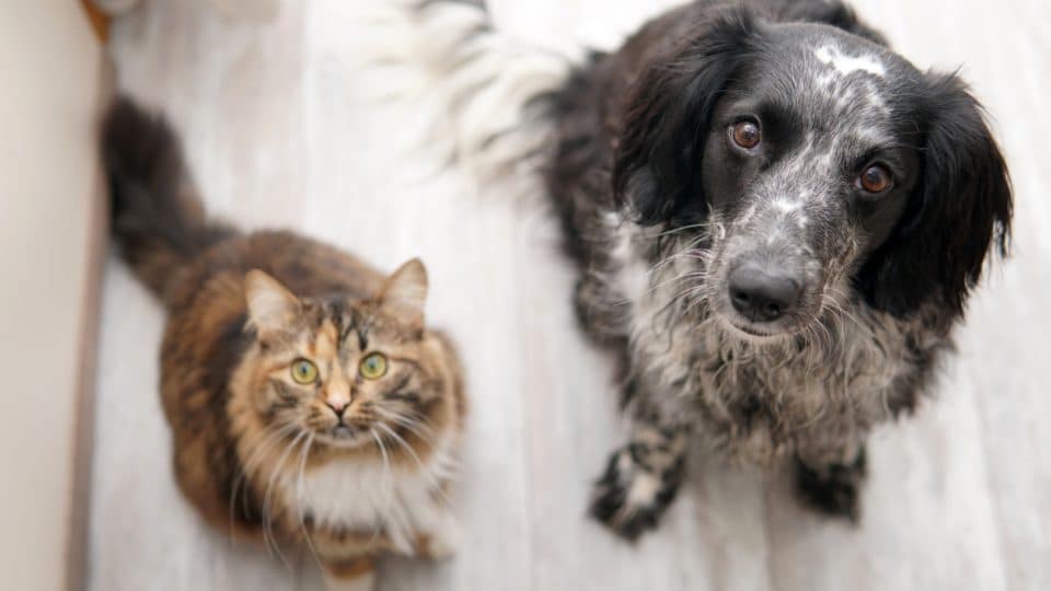 Dog and cat sit on the floor and look into the camera. Top view