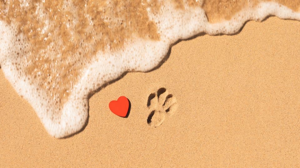 Dog paw print and heart on beach