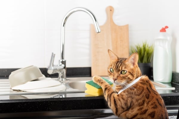 Cat at sink with sponge and dishes
