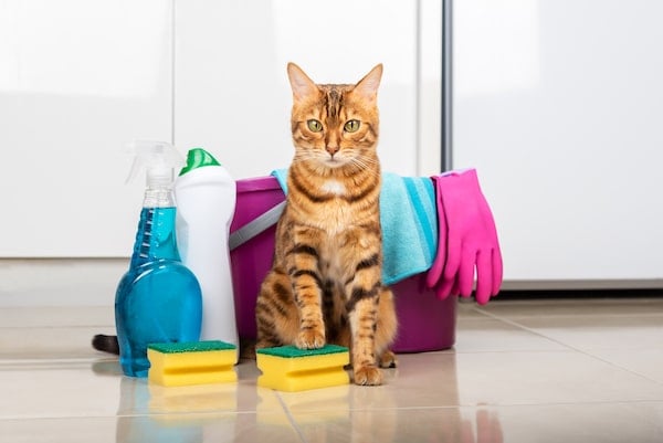 A cat holds a sponge in its paw next to detergents and rags