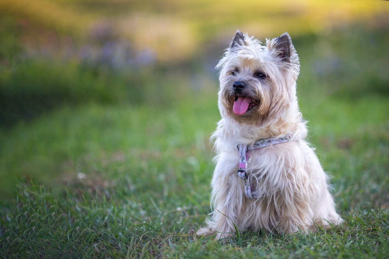 The Most Popular Cat and Dog Breeds in Chicago