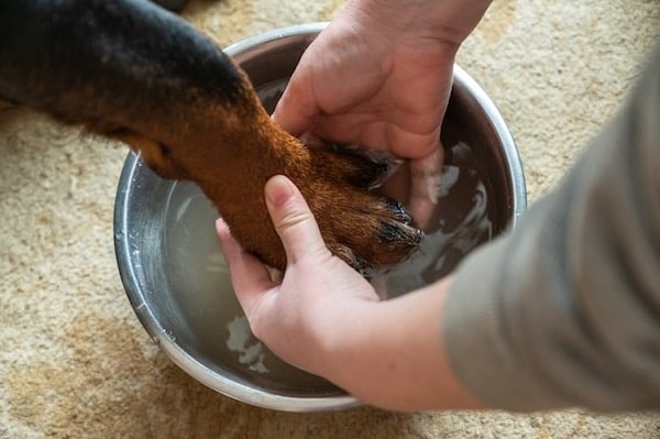 An adult woman's hands wash a large dog's paw in a metal bowl