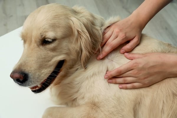 Ticks are a reason not to get a dog