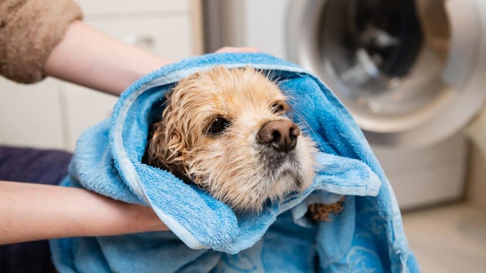 Female hand wipes american cocker spaniel with a towel after bathing