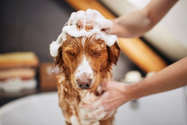 Dog taking bath at home with sudsy head.