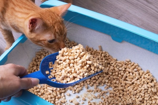 Kitten sniffing pine litter in litter box