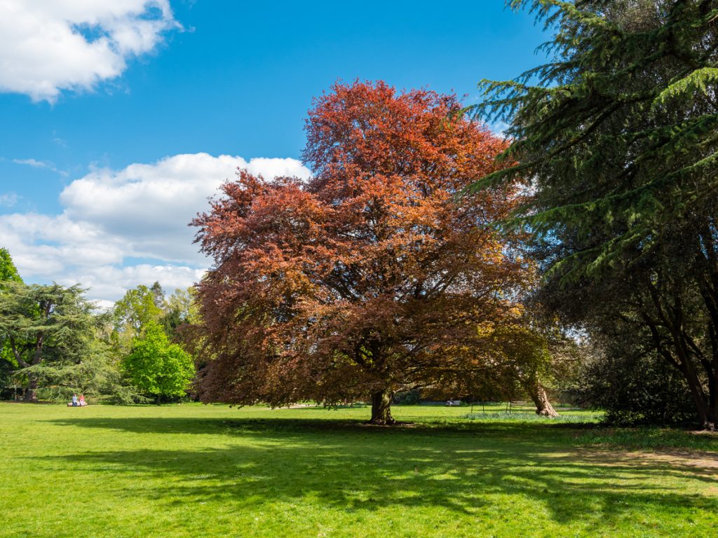 Fulham Garden, London