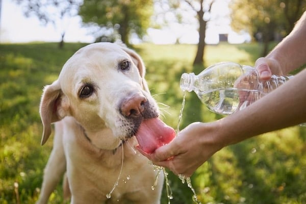 Dog drinking water from hand in sunny park