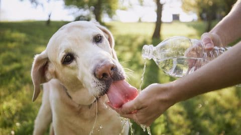 Dog drinks from plastic water bottle on hot day