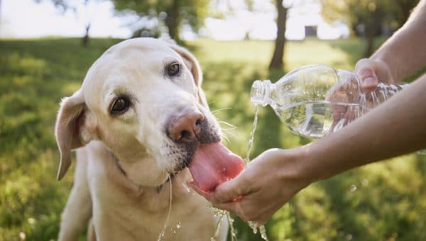 Dog drinks from plastic water bottle on hot day