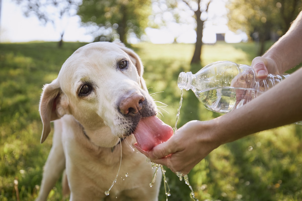 Drinks for dogs from plastic water bottles on a hot day